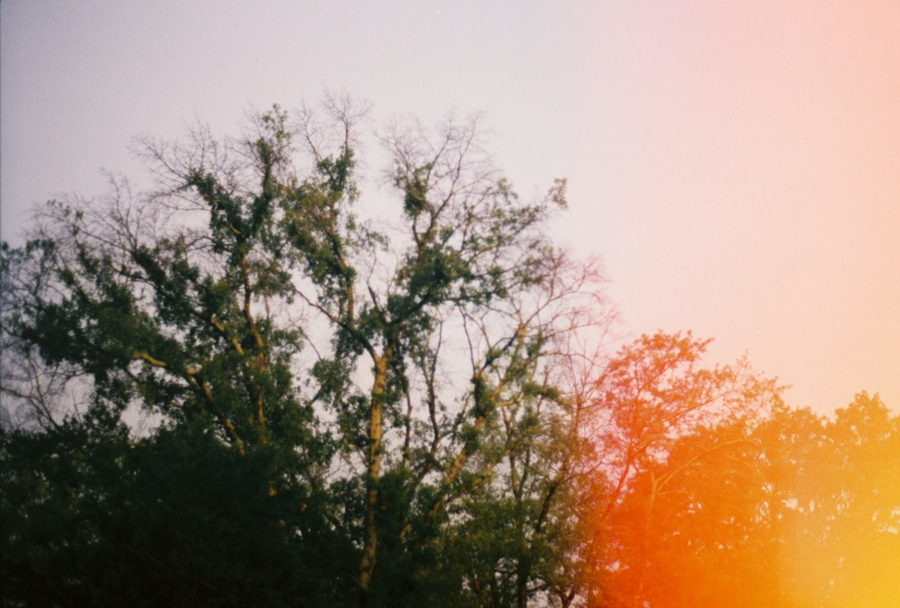 Sunset light on treetops